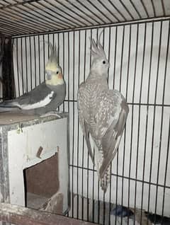 cocktail and green parrot pair.