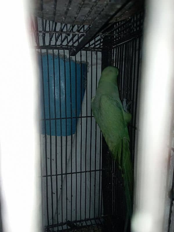 cocktail and green parrot pair. 8