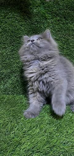 pure Persian cat triple coated female kitten