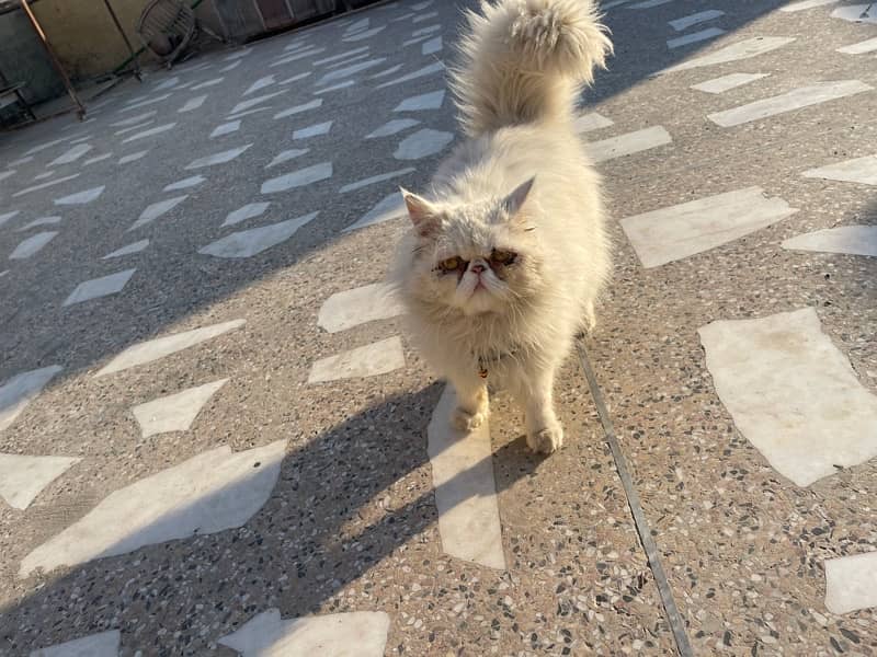 peki face male cat you’ll not find in peshawar breeder male 2