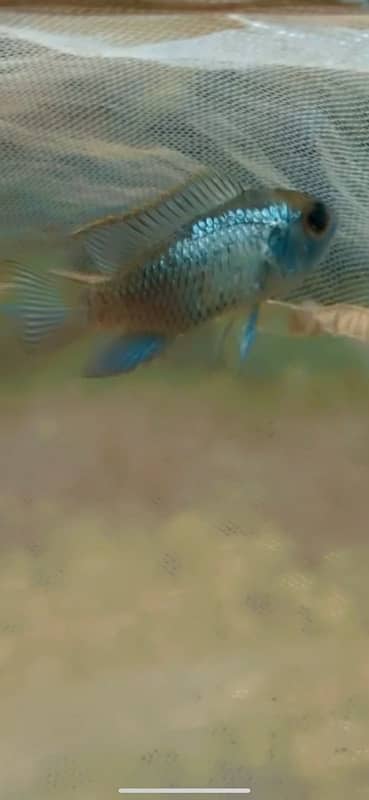 severum , oscar , gourami, koi angel , arowana , redtail catfish 7