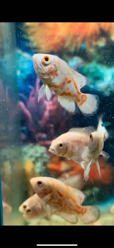 severum , oscar , gourami, koi angel , arowana , redtail catfish 8