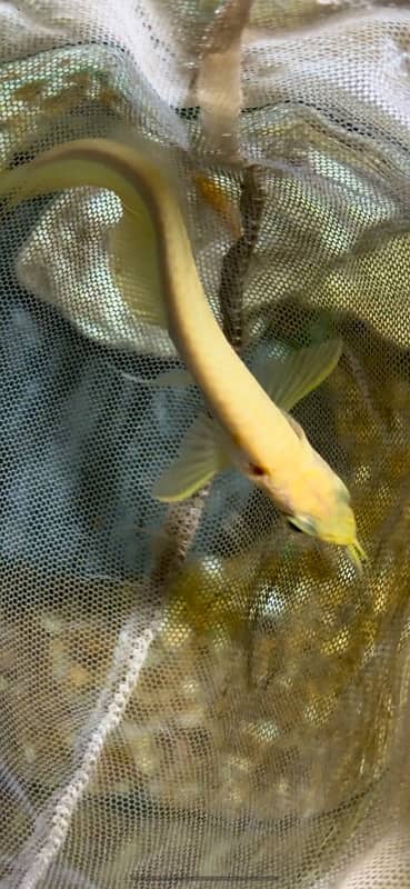 severum , oscar , gourami, koi angel , arowana , redtail catfish 10