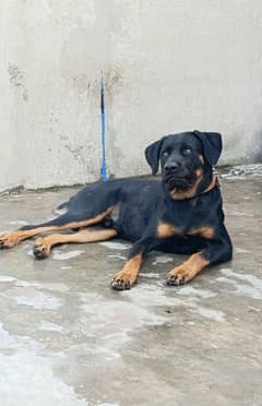 Rottweiler