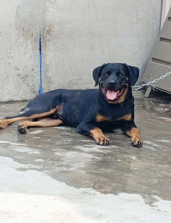 Rottweiler Young Male 1