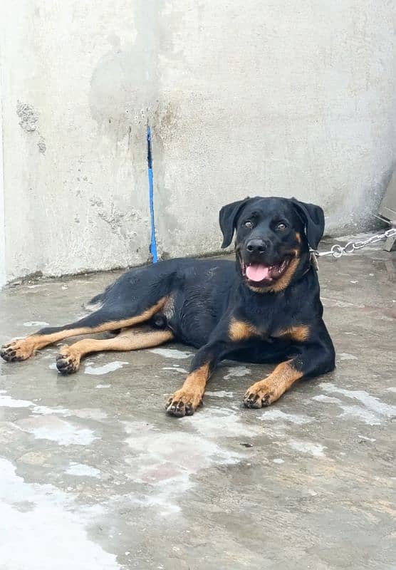 Rottweiler Young Male 2