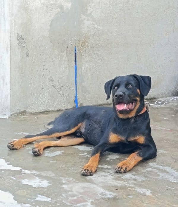 Rottweiler Young Male 4