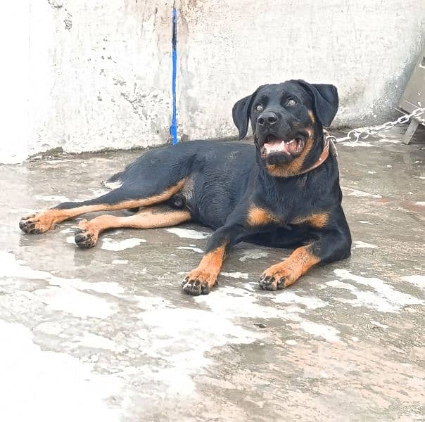 Rottweiler Young Male 5