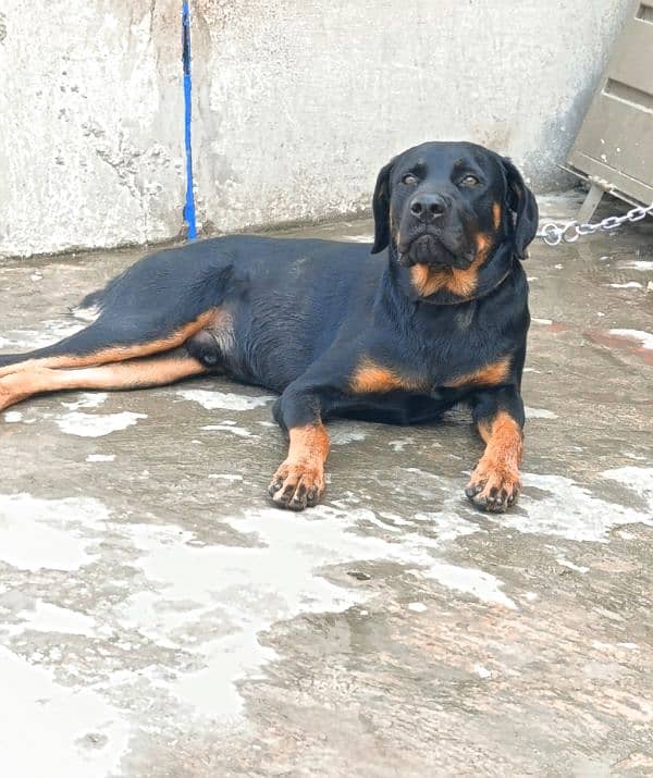 Rottweiler Young Male 6