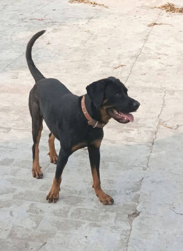 Rottweiler Young Male 7