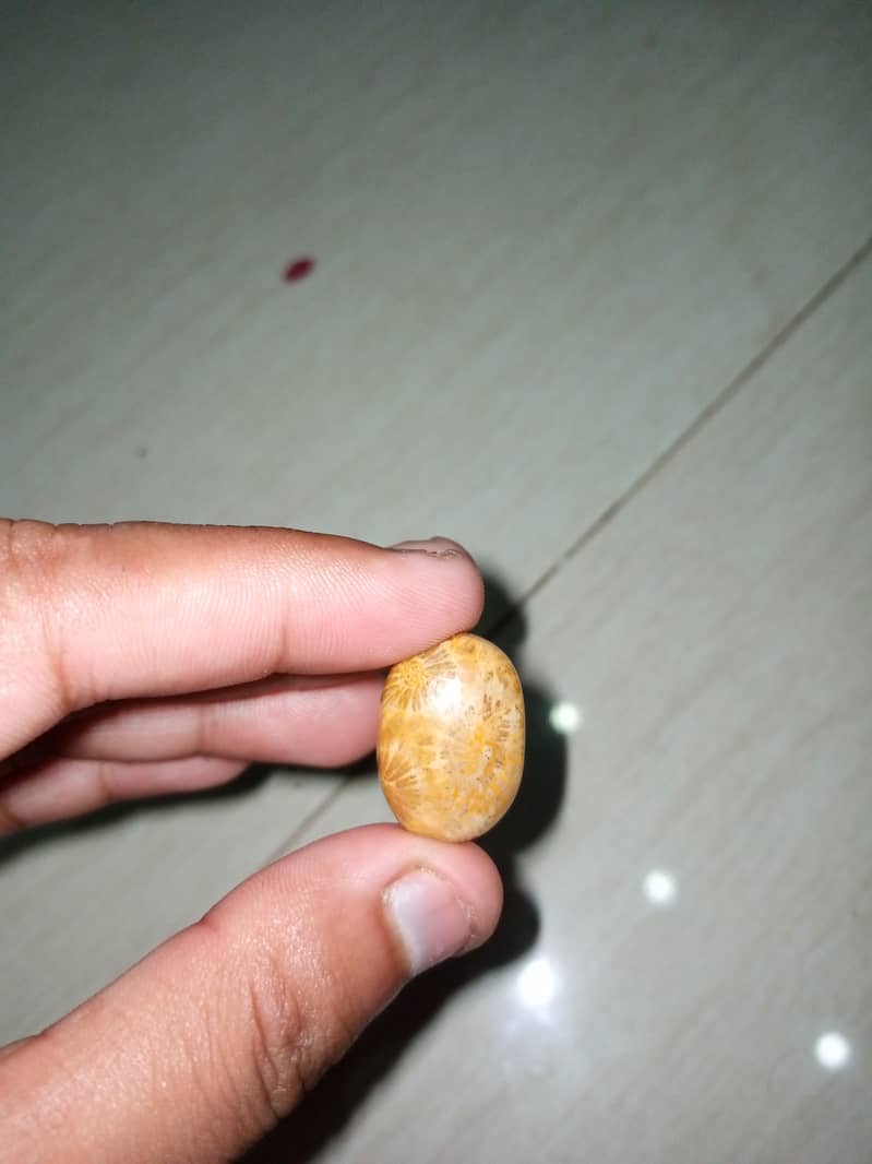 Natural Fossil Marjan Coral Stone 0