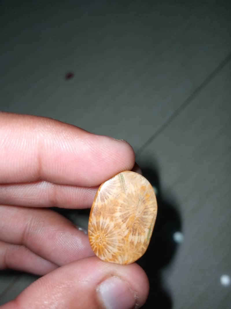 Natural Fossil Marjan Coral Stone 2