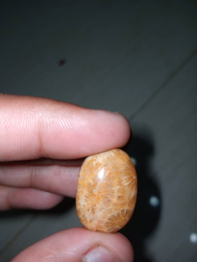 Natural Fossil Marjan Coral Stone 3