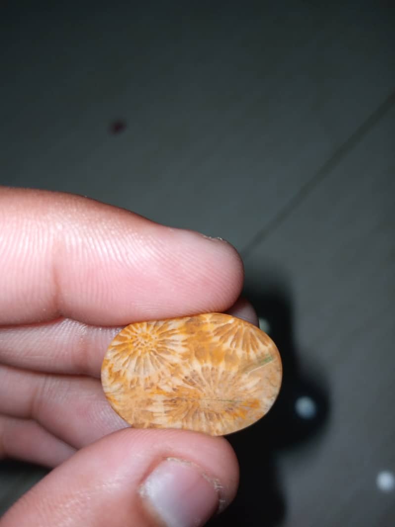 Natural Fossil Marjan Coral Stone 4