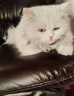 White Persian Cat Triple Coat for sale urgently