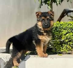 German Shepherd puppy| Long Coat puppies | Dog For Sale | GSD