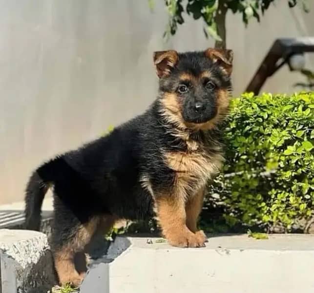 German Shepherd puppy| Long Coat puppies | Dog For Sale | GSD 0