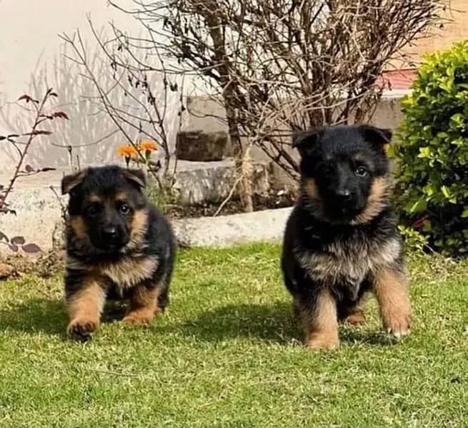 German Shepherd puppy| Long Coat puppies | Dog For Sale | GSD 1