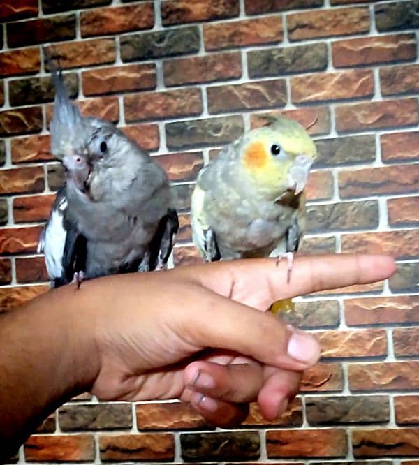 TAMED COCKTIEL PAIR. frendly and playfull. . . never bite. . 0