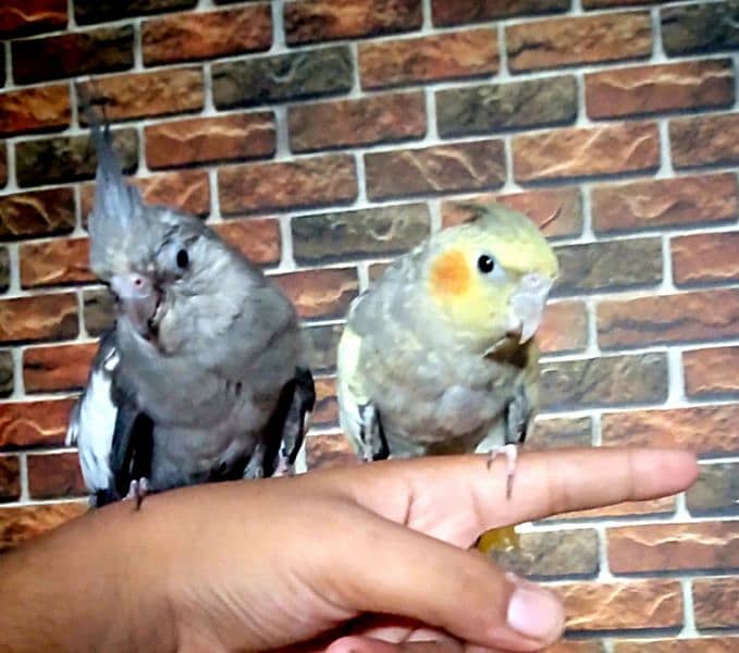 TAMED COCKTIEL PAIR. frendly and playfull. . . never bite. . 1