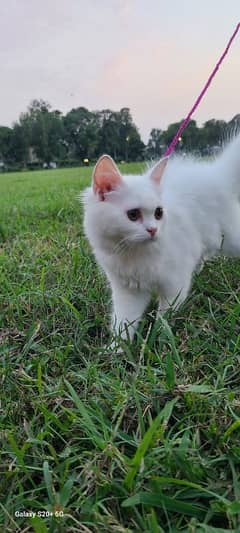 white Persian cat