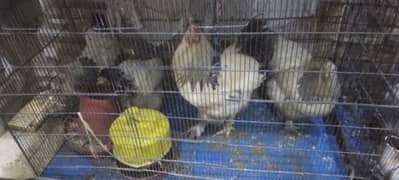 Colombian Brahma chicks