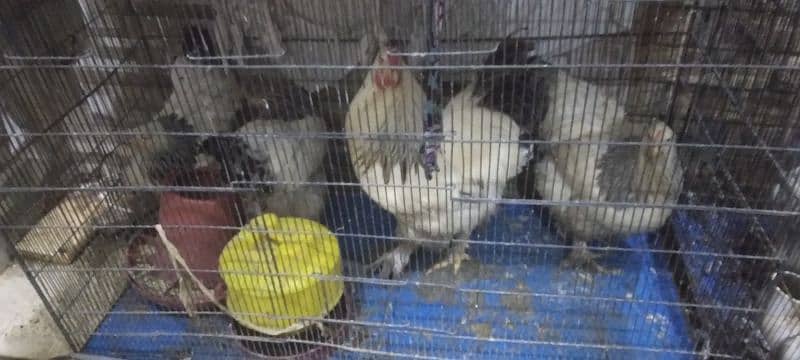 Colombian Brahma chicks 0