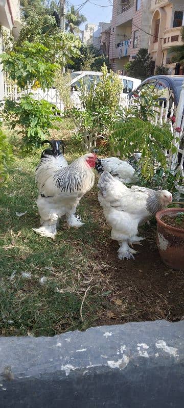 Colombian Brahma chicks 3