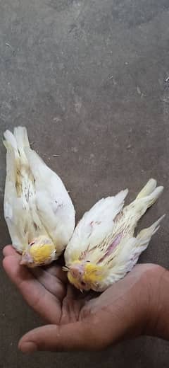 Cockatiel