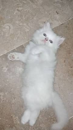 Persian kittens triple coat male feamale