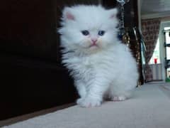 Persian kittens for sale / cute kittens / lovely kittens /punch face