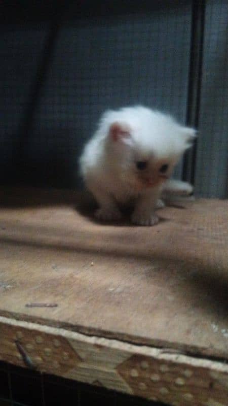 Persian kittens for sale / cute kittens / lovely kittens /punch face 1