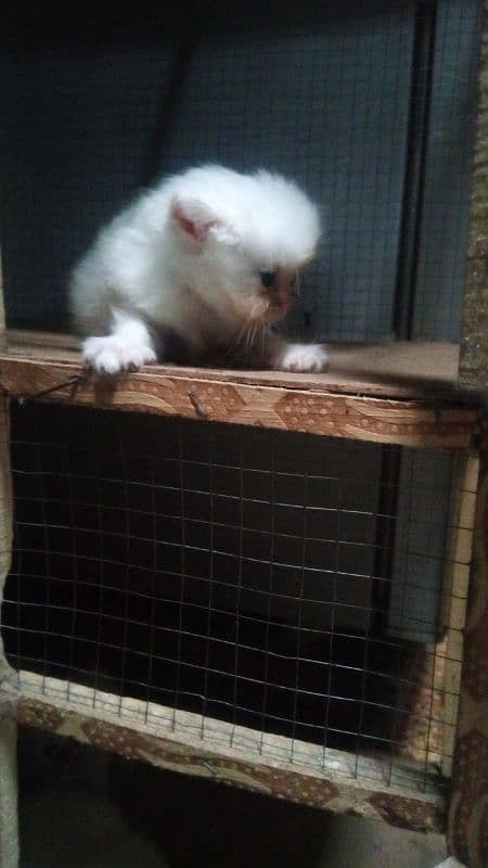 Persian kittens for sale / cute kittens / lovely kittens /punch face 2