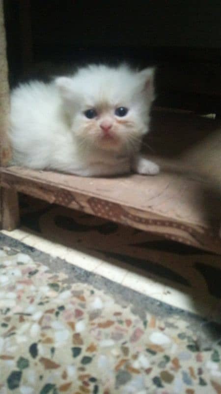 Persian kittens for sale / cute kittens / lovely kittens /punch face 3