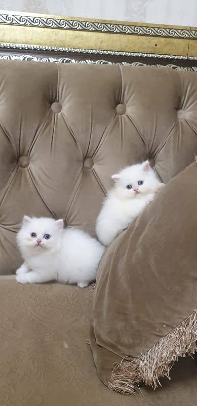 Persian kittens for sale / cute kittens / lovely kittens /punch face 4