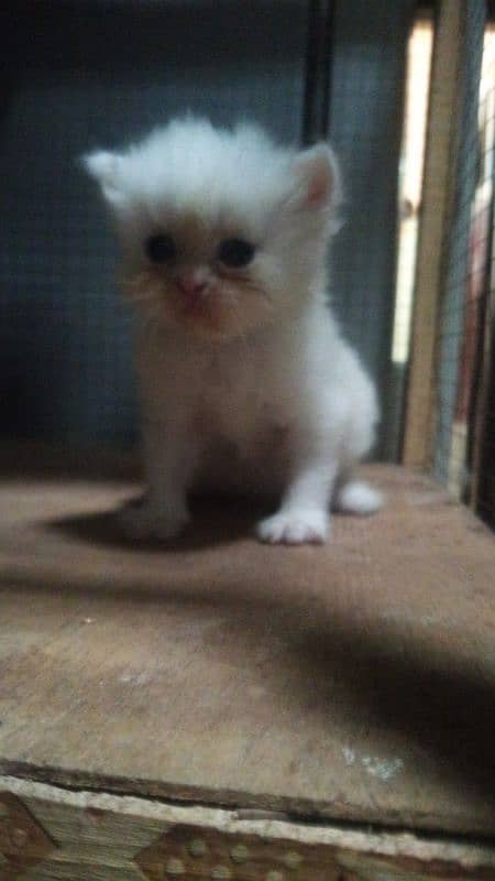 Persian kittens for sale / cute kittens / lovely kittens /punch face 5