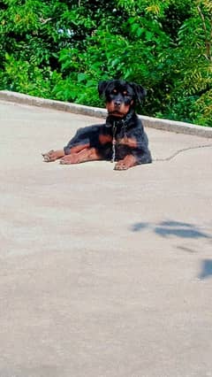 Rottweiler for sale