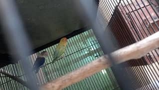 Breeder love birds pair for sale , lahore