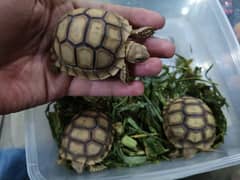 Sulcata tortoise