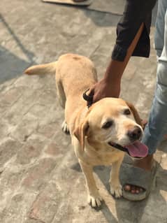 Labrador female Dog