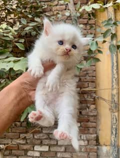 punch face kittens available