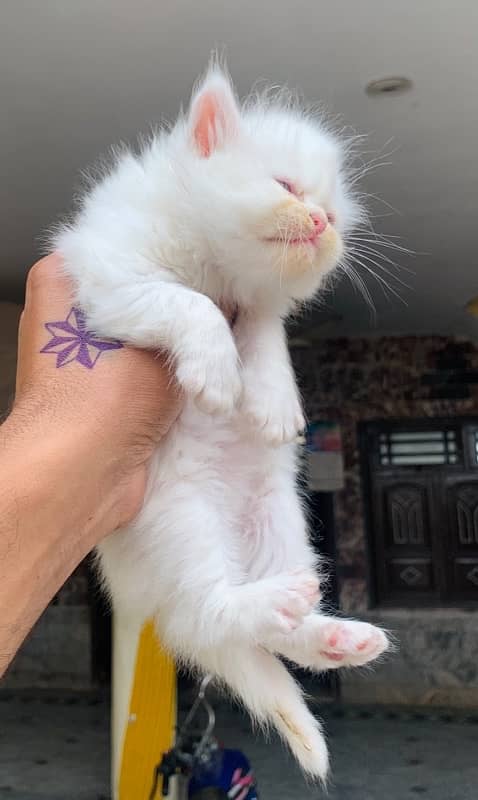 punch face kittens available 2