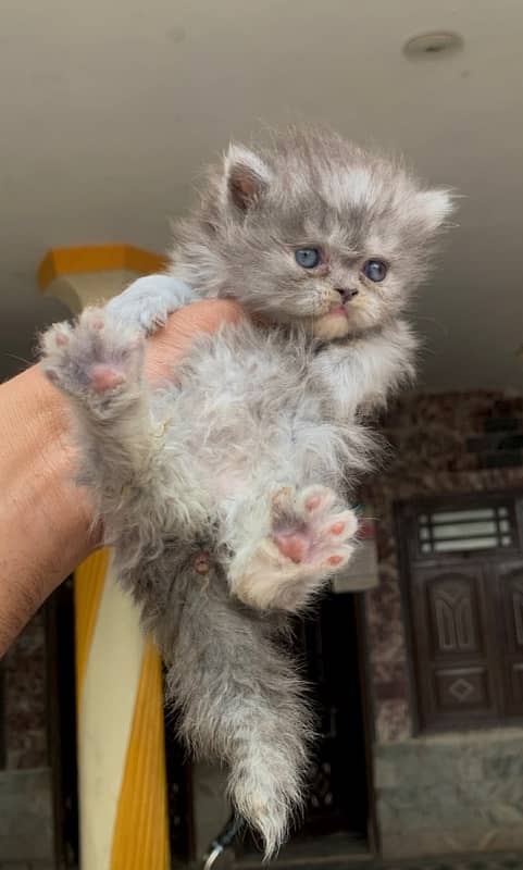 punch face kittens available 6