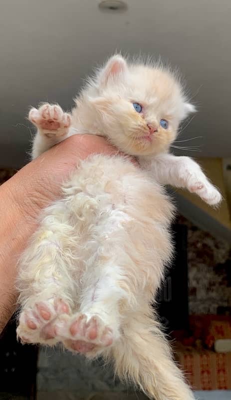 punch face kittens available 12