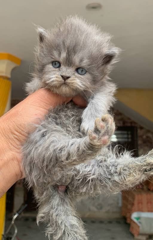 punch face kittens available 15