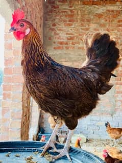 Golden silver|Misri|Desi egg laying hen| Murgi|female|pathi