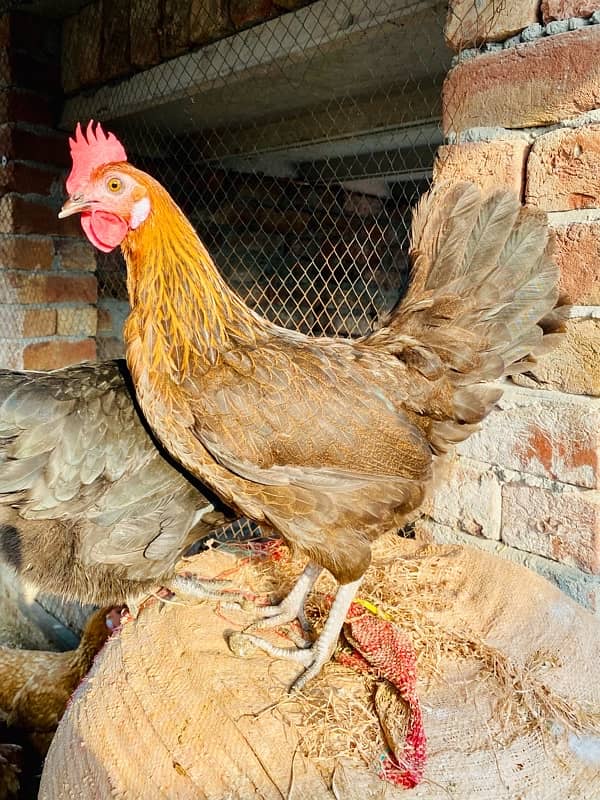 Golden silver|Misri|Desi egg laying hen| Murgi|female|pathi 4