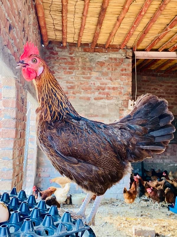 Golden silver|Misri|Desi egg laying hen| Murgi|female|pathi 5