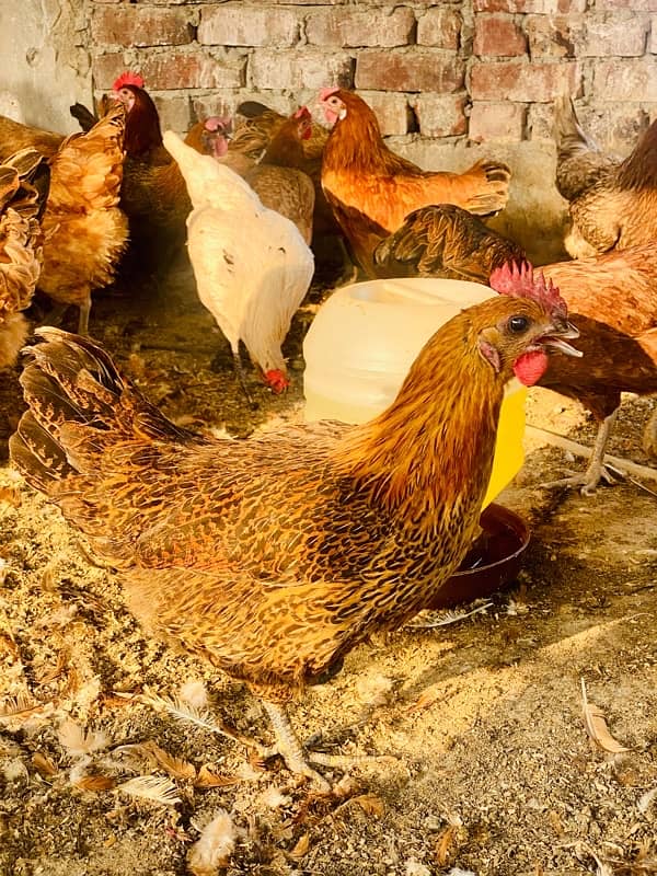 Golden silver|Misri|Desi egg laying hen| Murgi|female|pathi 9