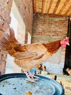 Golden silver|Misri|Desi egg laying hen| Murgi|female|pathi